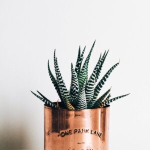 kara-eads-ylNifQf8TiY-unsplash